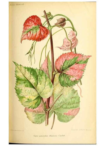 Reproducción/Reproduction 39740015183: Revue horticole.. Paris :Librairie agricole de la maison rustique,1829-1974.. 