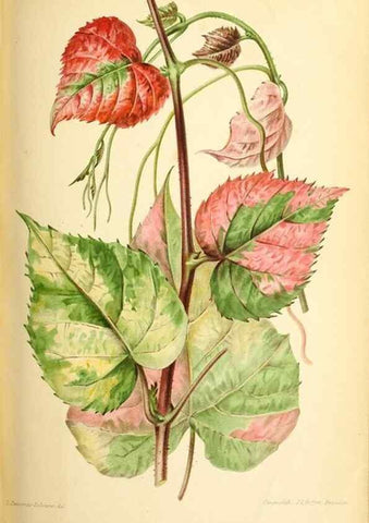 Reproducción/Reproduction 39740015183: Revue horticole.. Paris :Librairie agricole de la maison rustique,1829-1974.. 