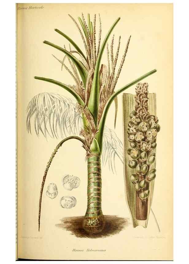 Reproducción/Reproduction 45789595065: Revue horticole.. Paris :Librairie agricole de la maison rustique,1829-1974.. 