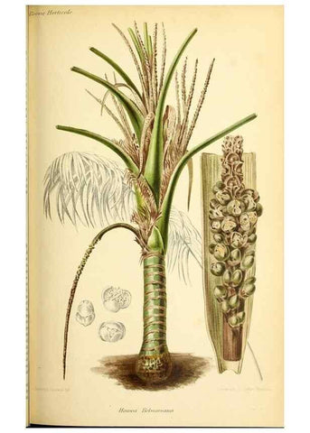Reproducción/Reproduction 45789595065: Revue horticole.. Paris :Librairie agricole de la maison rustique,1829-1974.. 