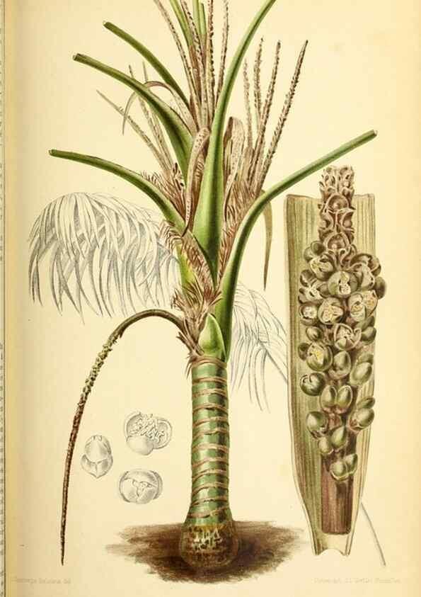 Reproducción/Reproduction 45789595065: Revue horticole.. Paris :Librairie agricole de la maison rustique,1829-1974.. 
