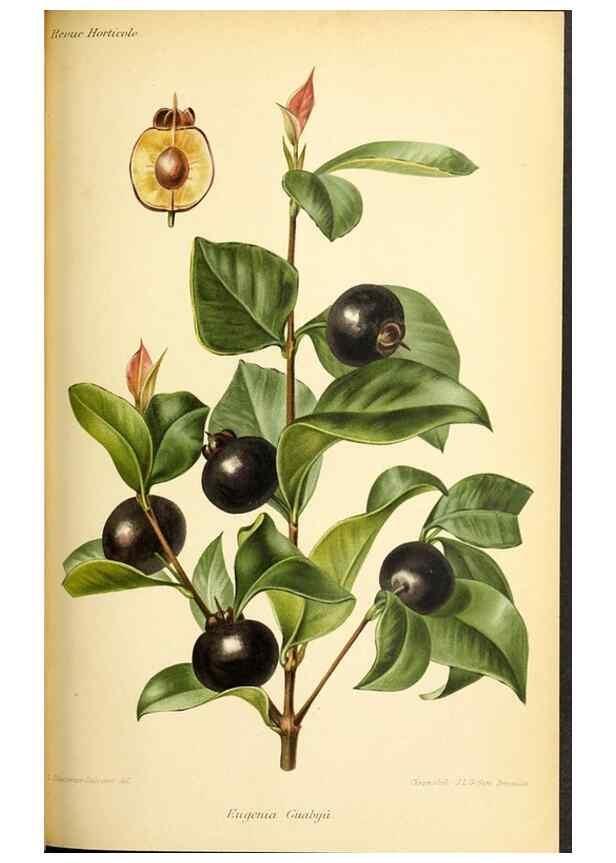 Reproducción/Reproduction 31763690717: Revue horticole.. Paris :Librairie agricole de la maison rustique,1829-1974.. 