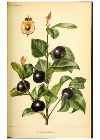 Reproducción/Reproduction 31763690717: Revue horticole.. Paris :Librairie agricole de la maison rustique,1829-1974.. 