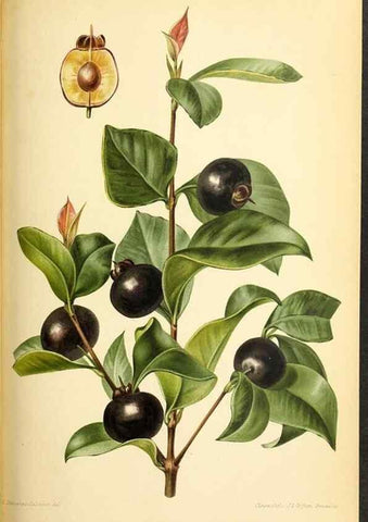 Reproducción/Reproduction 31763690717: Revue horticole.. Paris :Librairie agricole de la maison rustique,1829-1974.. 