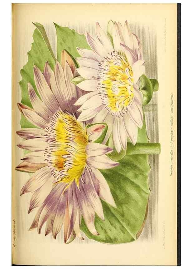 Reproducción/Reproduction 45789598905: Revue horticole.. Paris :Librairie agricole de la maison rustique,1829-1974.. 