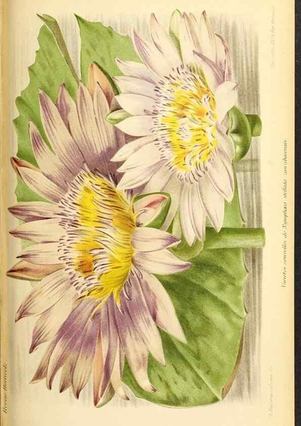 Reproducción/Reproduction 45789598905: Revue horticole.. Paris :Librairie agricole de la maison rustique,1829-1974.. 