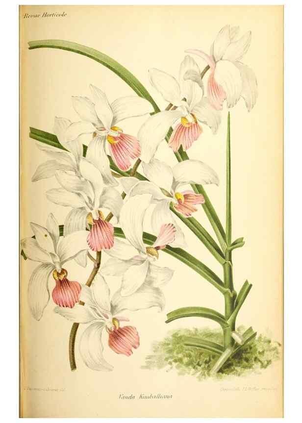 Reproducción/Reproduction 32830173918: Revue horticole.. Paris :Librairie agricole de la maison rustique,1829-1974.. 