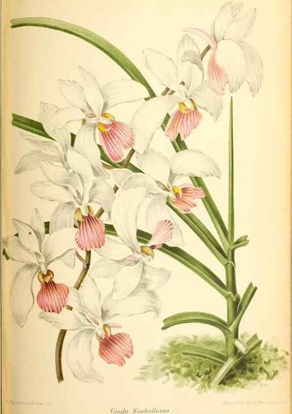 Reproducción/Reproduction 32830173918: Revue horticole.. Paris :Librairie agricole de la maison rustique,1829-1974.. 