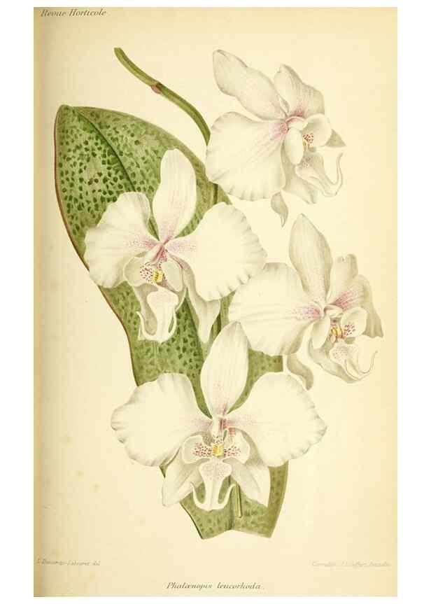 Reproducción/Reproduction 39739764293: Revue horticole.. Paris :Librairie agricole de la maison rustique,1829-1974.. 