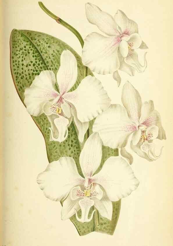 Reproducción/Reproduction 39739764293: Revue horticole.. Paris :Librairie agricole de la maison rustique,1829-1974.. 