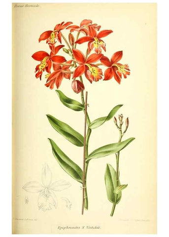 Reproducción/Reproduction 31763431217: Revue horticole.. Paris :Librairie agricole de la maison rustique,1829-1974.. 