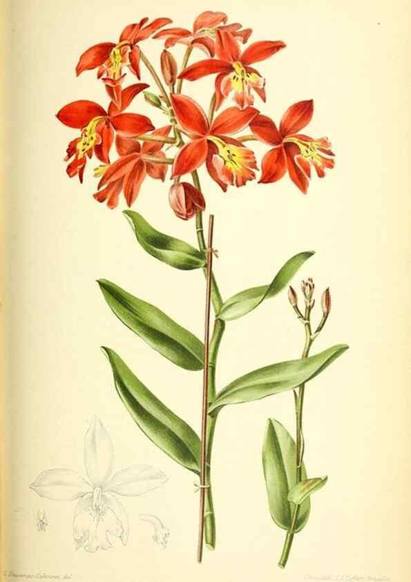 Reproducción/Reproduction 31763431217: Revue horticole.. Paris :Librairie agricole de la maison rustique,1829-1974.. 