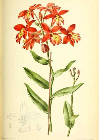 Reproducción/Reproduction 31763431217: Revue horticole.. Paris :Librairie agricole de la maison rustique,1829-1974.. 