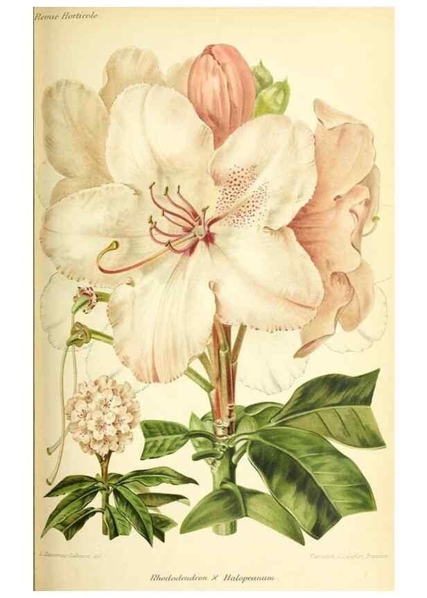Reproducción/Reproduction 31763429457: Revue horticole.. Paris :Librairie agricole de la maison rustique,1829-1974.. 