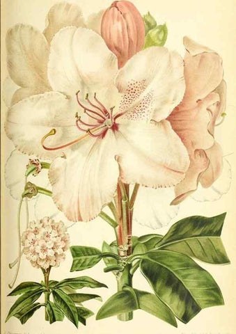 Reproducción/Reproduction 31763429457: Revue horticole.. Paris :Librairie agricole de la maison rustique,1829-1974.. 