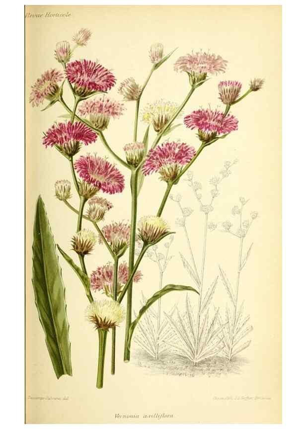 Reproducción/Reproduction 46652081762: Revue horticole.. Paris :Librairie agricole de la maison rustique,1829-1974.. 