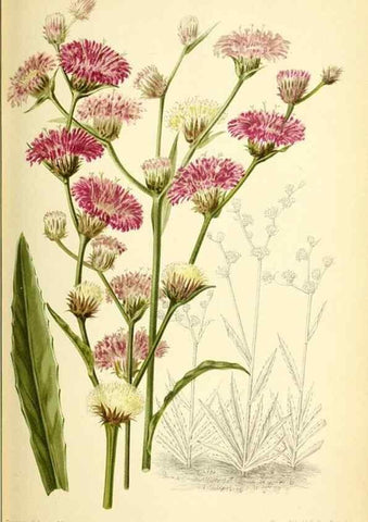 Reproducción/Reproduction 46652081762: Revue horticole.. Paris :Librairie agricole de la maison rustique,1829-1974.. 