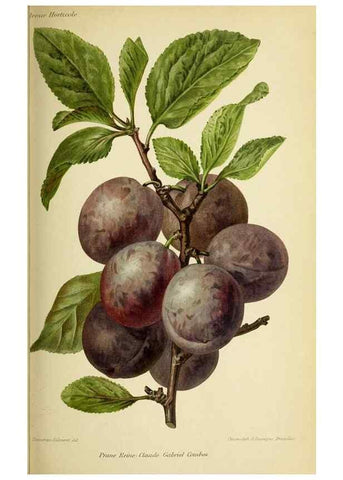 Reproducción/Reproduction 31763326307: Revue horticole.. Paris :Librairie agricole de la maison rustique,1829-1974.. 