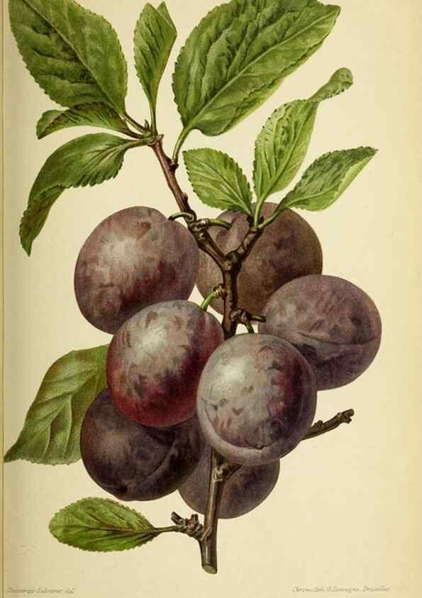 Reproducción/Reproduction 31763326307: Revue horticole.. Paris :Librairie agricole de la maison rustique,1829-1974.. 