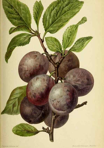 Reproducción/Reproduction 31763326307: Revue horticole.. Paris :Librairie agricole de la maison rustique,1829-1974.. 