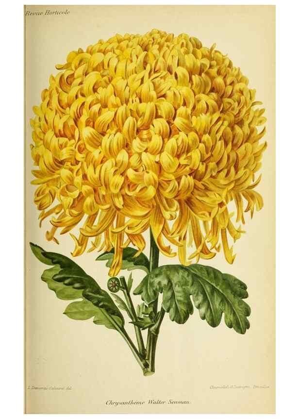 Reproducción/Reproduction 31763327797: Revue horticole.. Paris :Librairie agricole de la maison rustique,1829-1974.. 