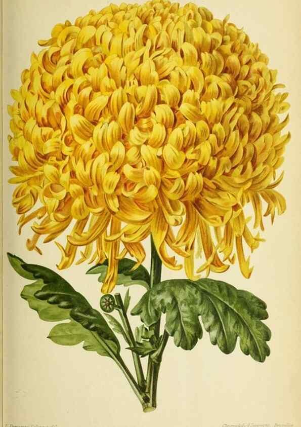 Reproducción/Reproduction 31763327797: Revue horticole.. Paris :Librairie agricole de la maison rustique,1829-1974.. 