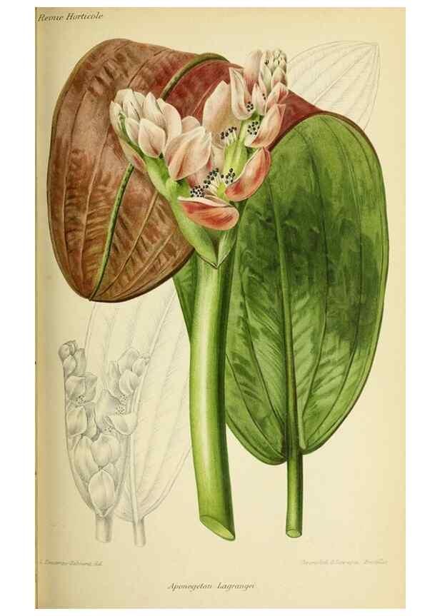 Reproducción/Reproduction 46651958332: Revue horticole.. Paris :Librairie agricole de la maison rustique,1829-1974.. 
