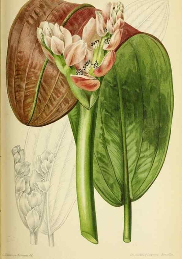 Reproducción/Reproduction 46651958332: Revue horticole.. Paris :Librairie agricole de la maison rustique,1829-1974.. 