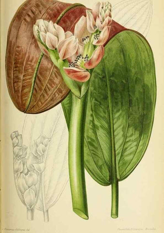 Reproducción/Reproduction 46651958332: Revue horticole.. Paris :Librairie agricole de la maison rustique,1829-1974.. 