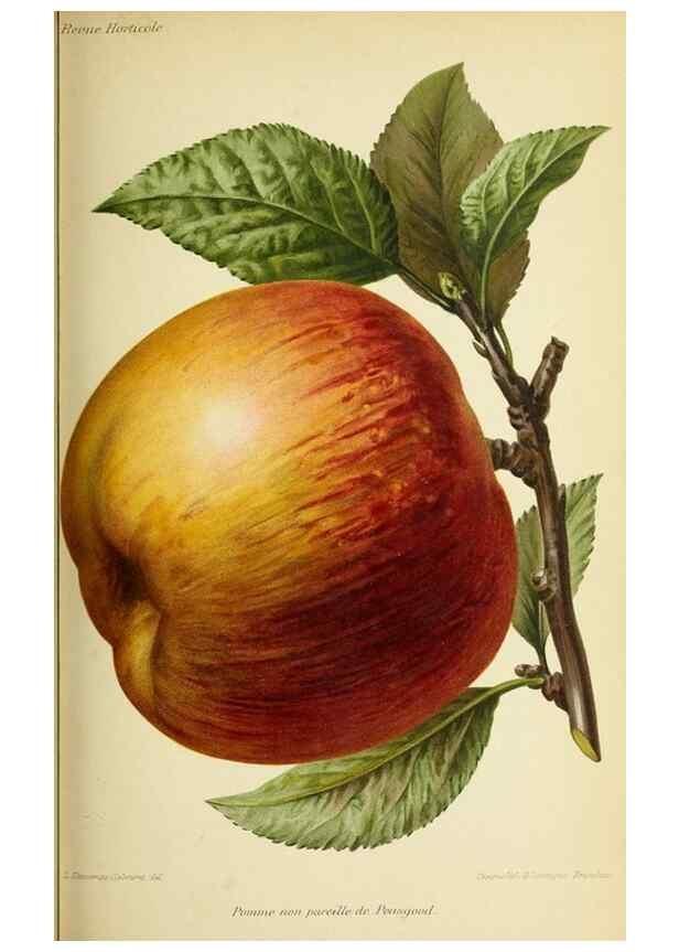 Reproducción/Reproduction 32829784198: Revue horticole.. Paris :Librairie agricole de la maison rustique,1829-1974.. 