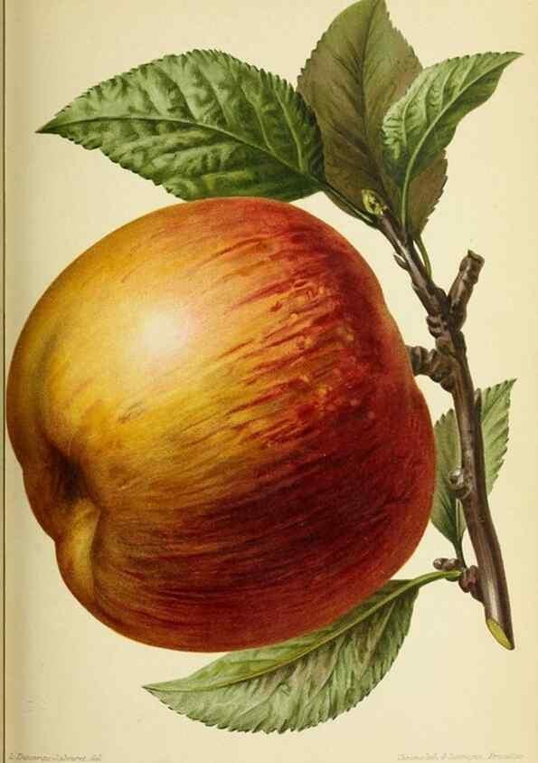 Reproducción/Reproduction 32829784198: Revue horticole.. Paris :Librairie agricole de la maison rustique,1829-1974.. 