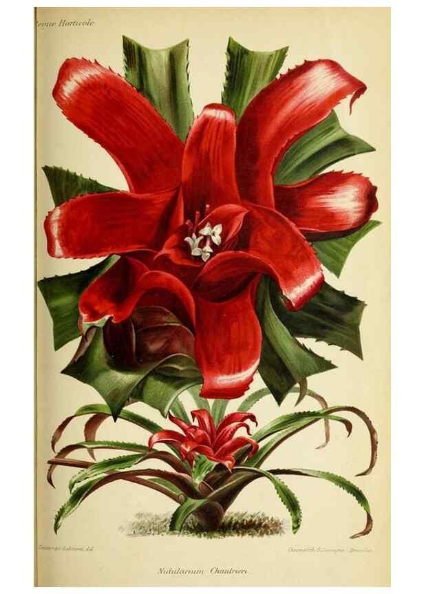 Reproducción/Reproduction 39739665583: Revue horticole.. Paris :Librairie agricole de la maison rustique,1829-1974.. 