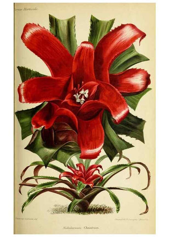 Reproducción/Reproduction 39739665583: Revue horticole.. Paris :Librairie agricole de la maison rustique,1829-1974.. 