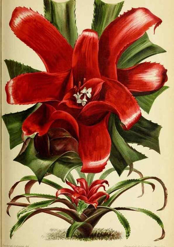 Reproducción/Reproduction 39739665583: Revue horticole.. Paris :Librairie agricole de la maison rustique,1829-1974.. 