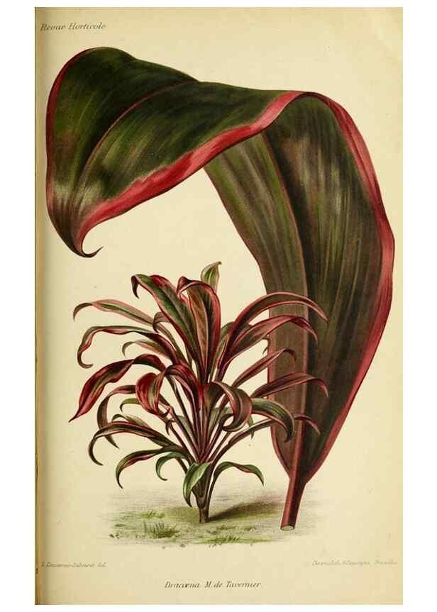 Reproducción/Reproduction 45979970064: Revue horticole.. Paris :Librairie agricole de la maison rustique,1829-1974.. 