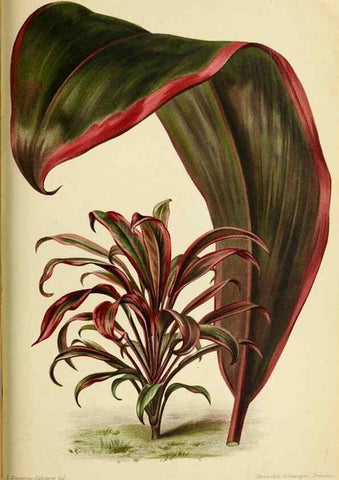 Reproducción/Reproduction 45979970064: Revue horticole.. Paris :Librairie agricole de la maison rustique,1829-1974.. 