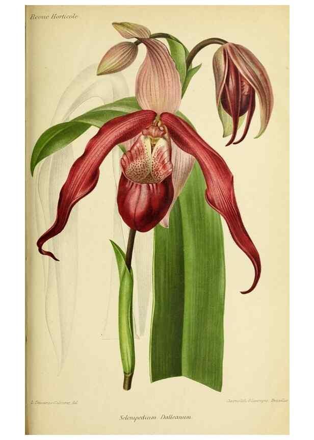 Reproducción/Reproduction 31763333637: Revue horticole.. Paris :Librairie agricole de la maison rustique,1829-1974.. 