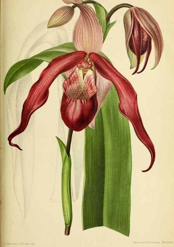 Reproducción/Reproduction 31763333637: Revue horticole.. Paris :Librairie agricole de la maison rustique,1829-1974.. 