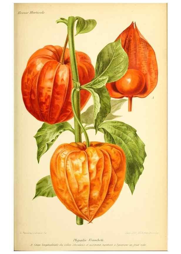 Reproducción/Reproduction 31763693437: Revue horticole.. Paris :Librairie agricole de la maison rustique,1829-1974.. 