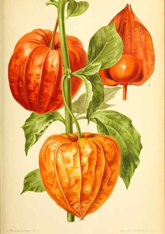 Reproducción/Reproduction 31763693437: Revue horticole.. Paris :Librairie agricole de la maison rustique,1829-1974.. 