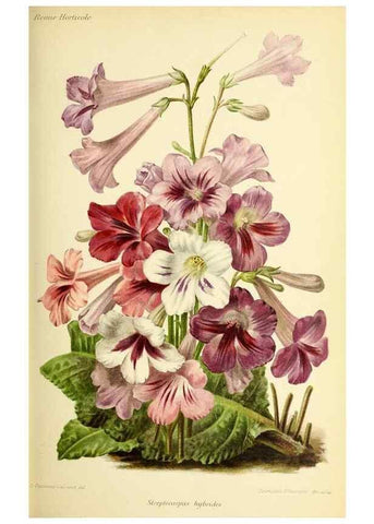 Reproducción/Reproduction 32829905988: Revue horticole.. Paris :Librairie agricole de la maison rustique,1829-1974.. 