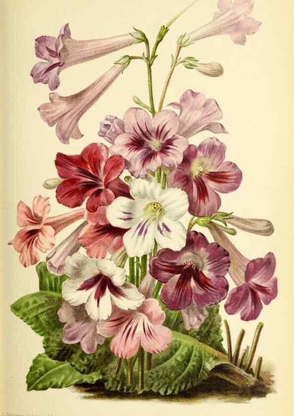 Reproducción/Reproduction 32829905988: Revue horticole.. Paris :Librairie agricole de la maison rustique,1829-1974.. 