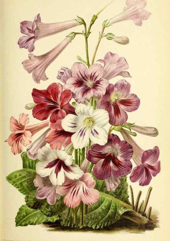 Reproducción/Reproduction 32829905988: Revue horticole.. Paris :Librairie agricole de la maison rustique,1829-1974.. 