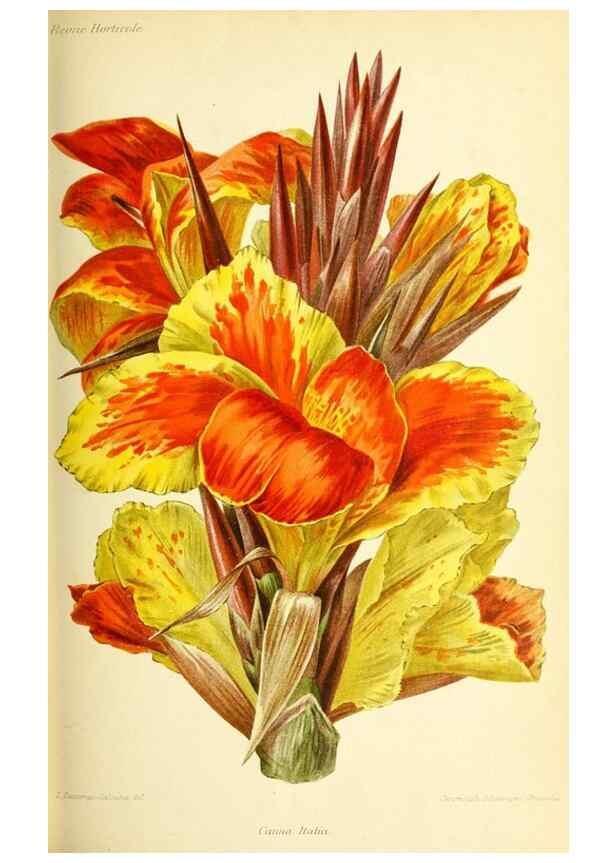 Reproducción/Reproduction 45789344625: Revue horticole.. Paris :Librairie agricole de la maison rustique,1829-1974.. 