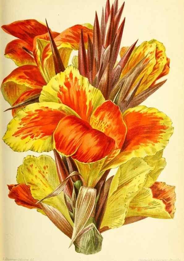 Reproducción/Reproduction 45789344625: Revue horticole.. Paris :Librairie agricole de la maison rustique,1829-1974.. 
