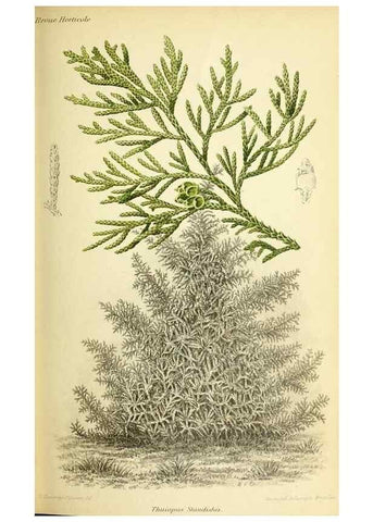 Reproducción/Reproduction 46704791411: Revue horticole.. Paris :Librairie agricole de la maison rustique,1829-1974.. 