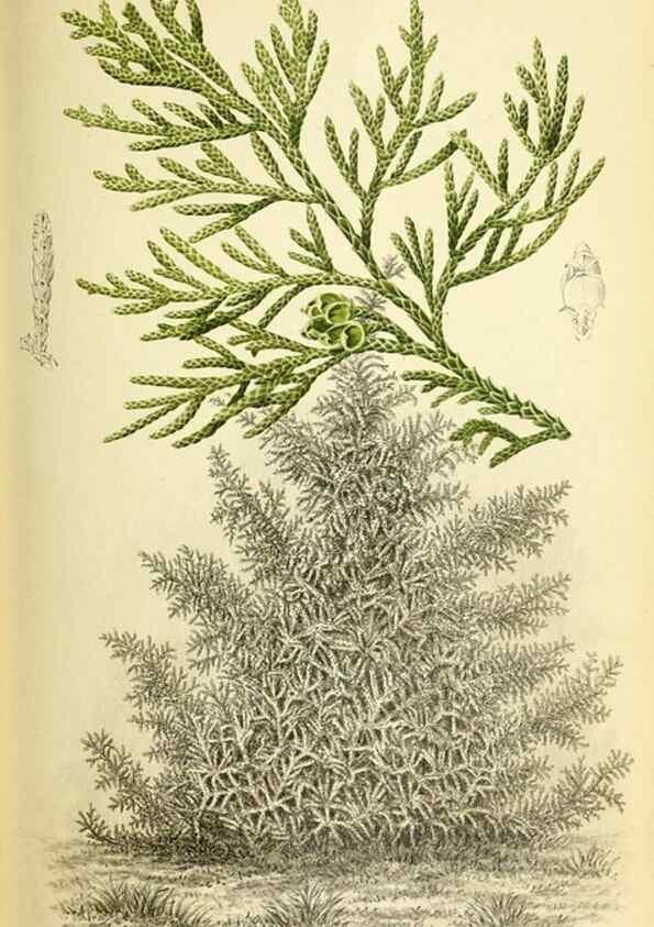 Reproducción/Reproduction 46704791411: Revue horticole.. Paris :Librairie agricole de la maison rustique,1829-1974.. 