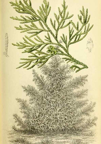 Reproducción/Reproduction 46704791411: Revue horticole.. Paris :Librairie agricole de la maison rustique,1829-1974.. 