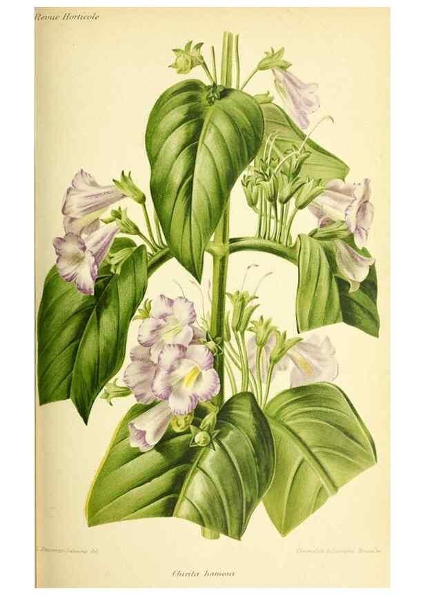 Reproducción/Reproduction 46652068602: Revue horticole.. Paris :Librairie agricole de la maison rustique,1829-1974.. 