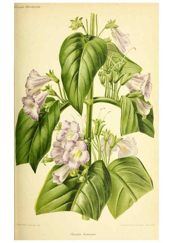 Reproducción/Reproduction 46652068602: Revue horticole.. Paris :Librairie agricole de la maison rustique,1829-1974.. 
